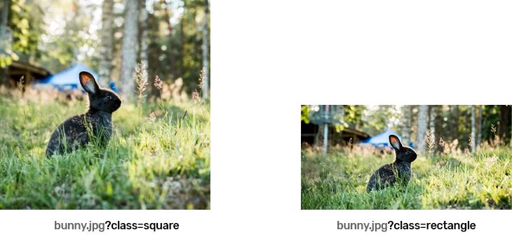 Introducing Bunny Optimizer Dynamic Image Classes